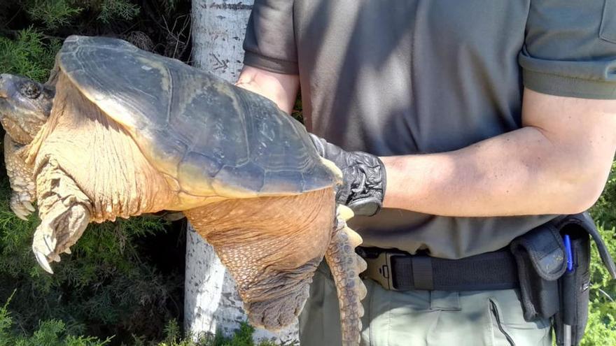 Capturen una tortuga mossegadora que algú havia alliberat a Vidreres