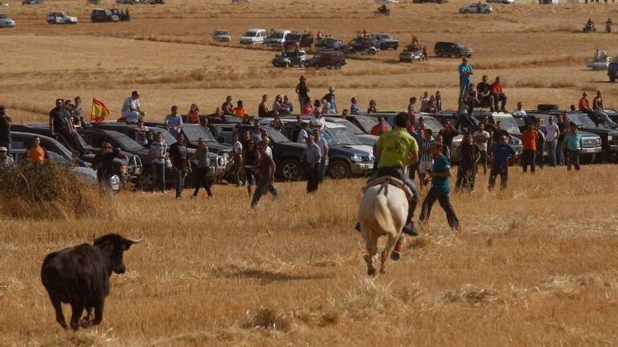 Encierro campero en Pereruela, de nuevo uno de los atractivos de las fiestas de este año.