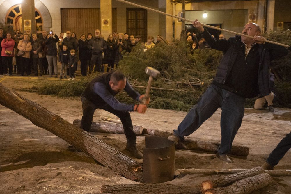 Sant Antoni arranca en Sagunt con la tradicional Plantà del Pi