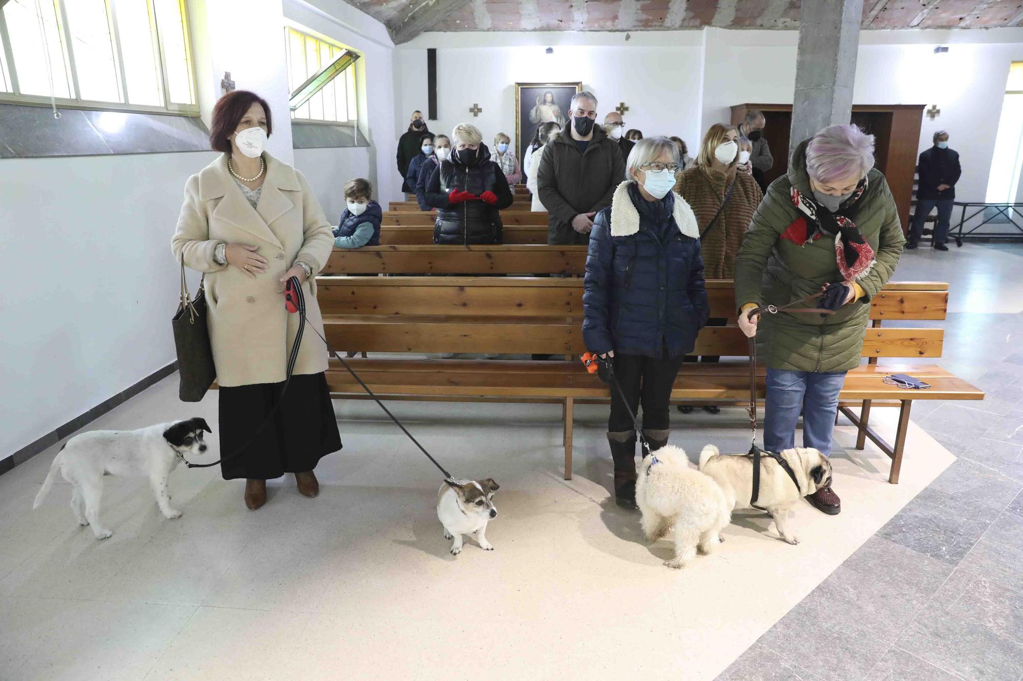 Bendición de animales por San Antón en Avilés