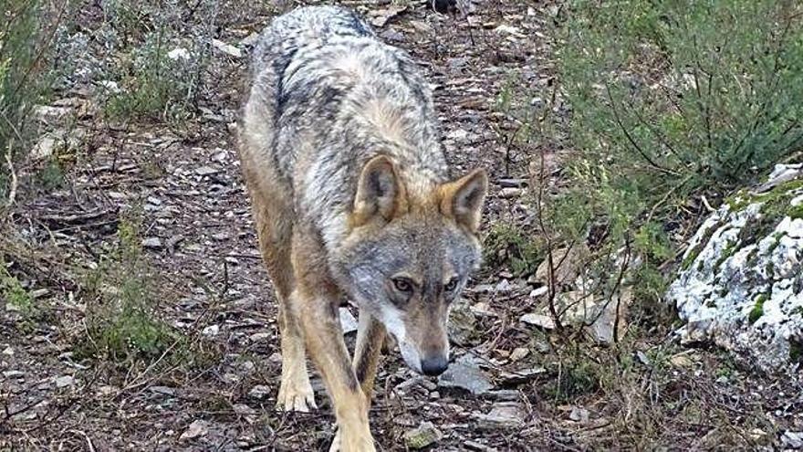 Ejemplar de lobo ibérico.