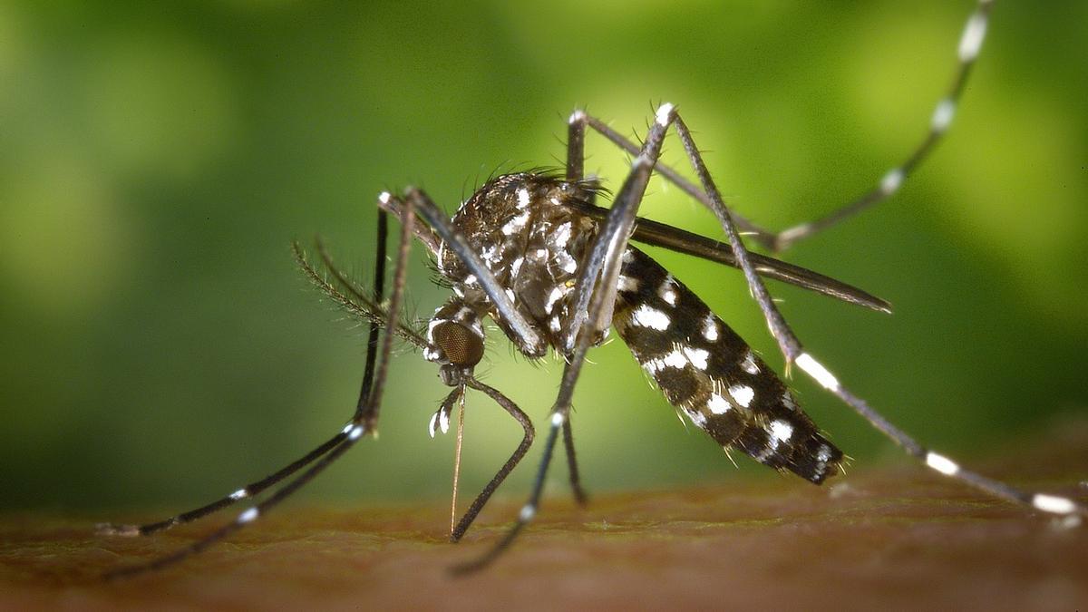 Cuánto tiempo vive un mosquito.