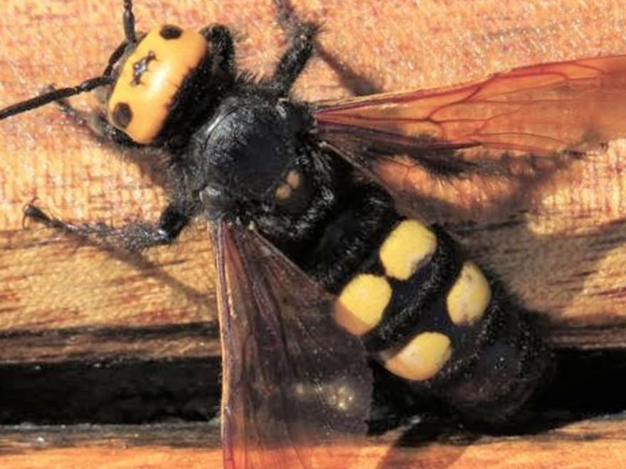 La inofensiva, vistosa i autòctona vespa de galet, joia de la biodiversitat