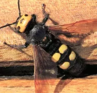 La inofensiva, vistosa i autòctona vespa de galet, joia de la biodiversitat