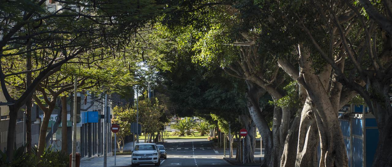 Árboles en Santa Cruz de Tenerife.