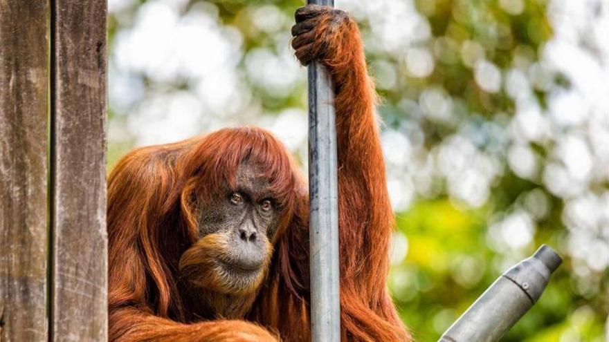 Muere a los 62 años Puan, la orangután más vieja del mundo