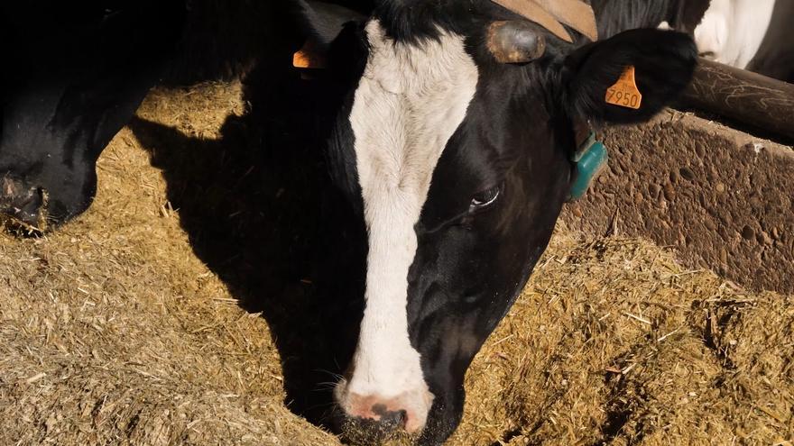 Recursos ganadería e industria COVAP