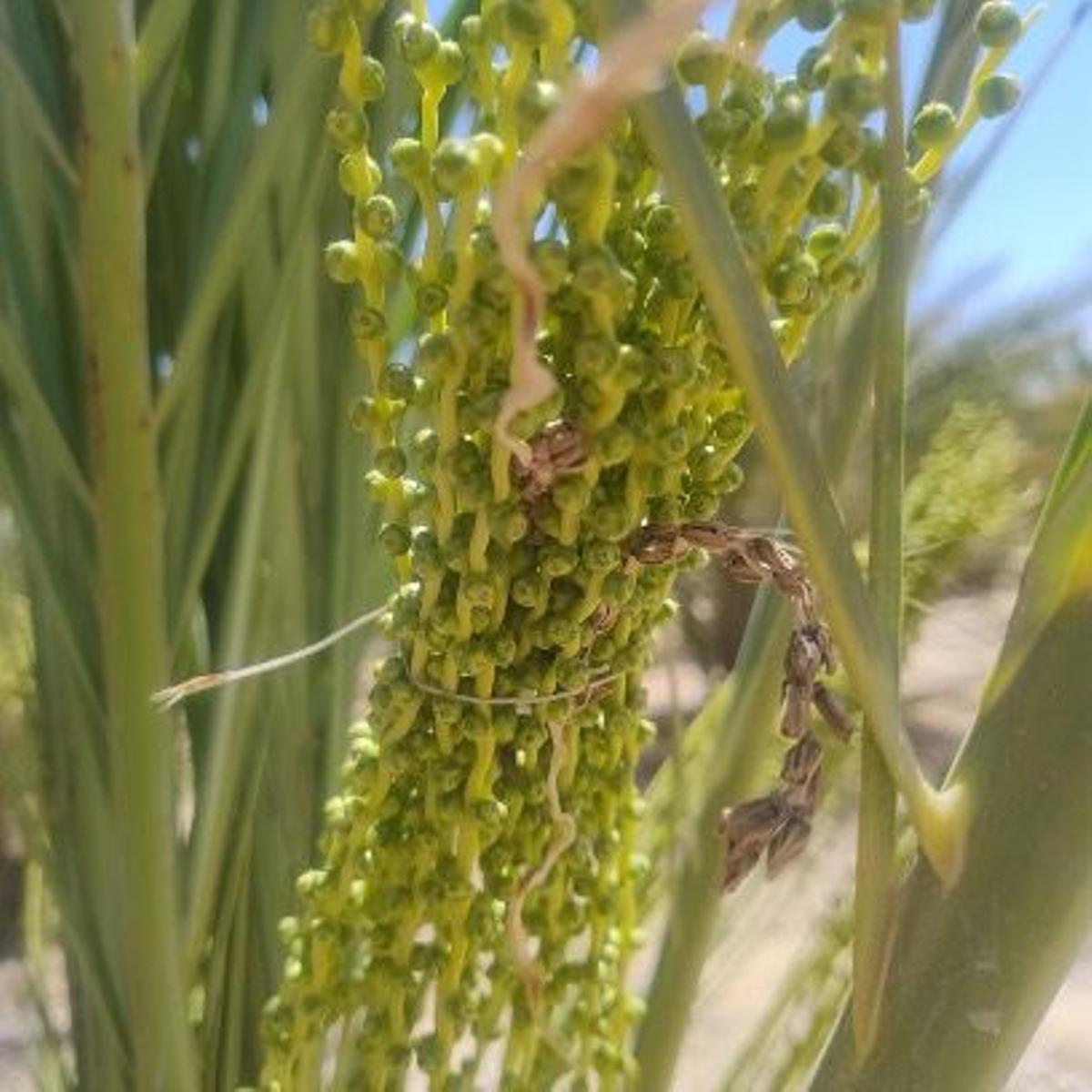 Atado de racimo de dátiles de palmera  para una mejor producción.