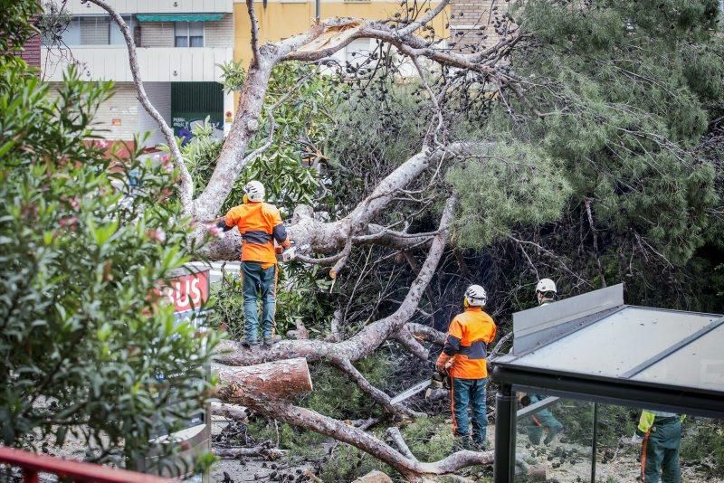 Imágenes de la caída de un árbol en la Calle Rioja