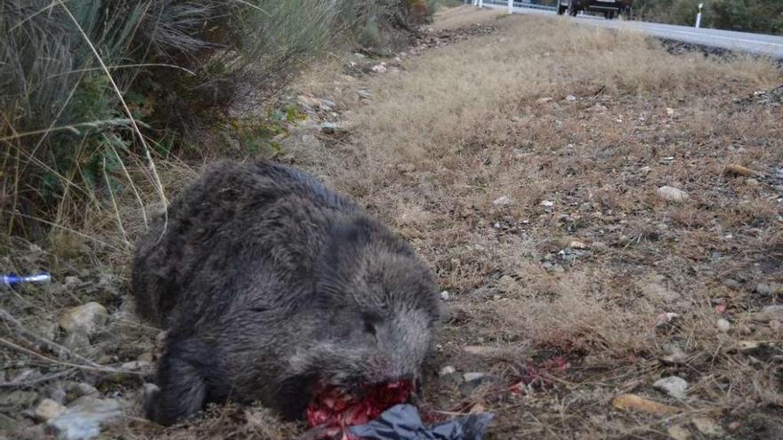 Un jabalí muerto en la cuneta tras chocar contra un vehículo en la carretera Nacional 525.