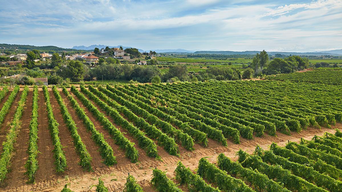 Vinya de Cal Ferrando, en Font-Rubí, donde se cultiva la malvasia de Sitges con la que se elabora el vino De Llevant