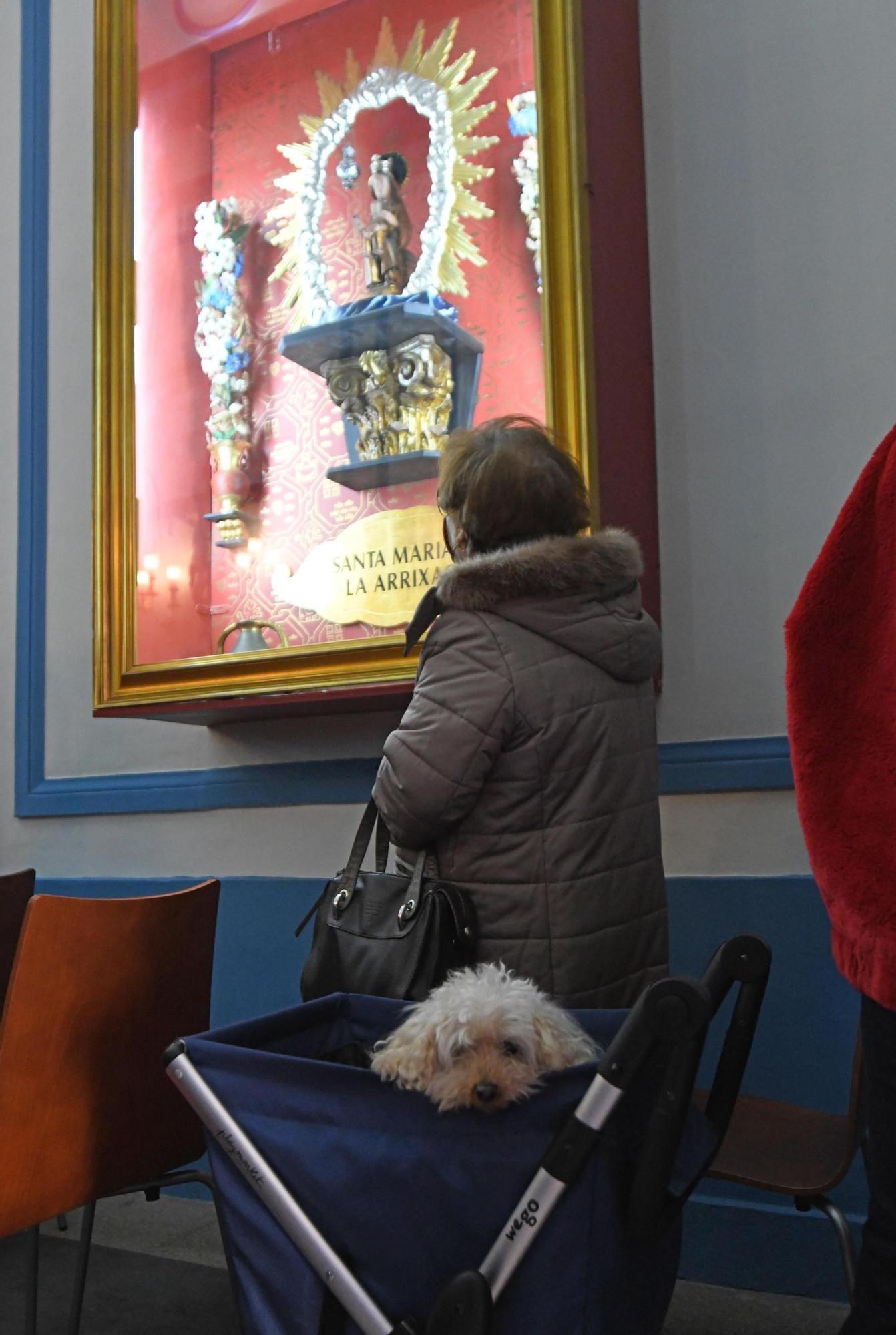 Las mascotas reciben su bendición por San Antón en Murcia (II)