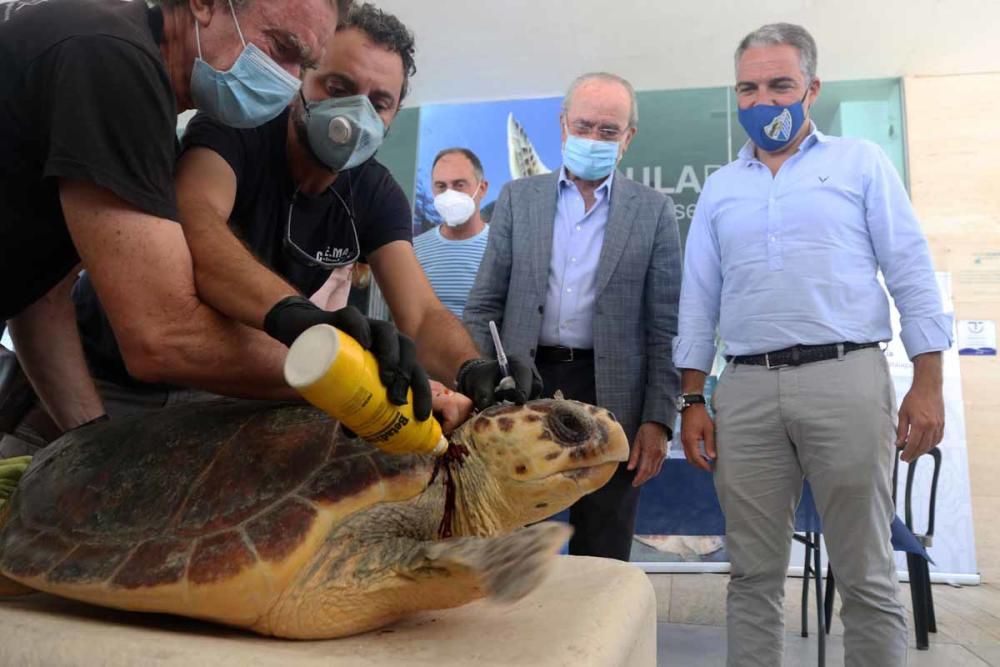 El Aula del Mar libera en el mar la tortuga 'Farolita'