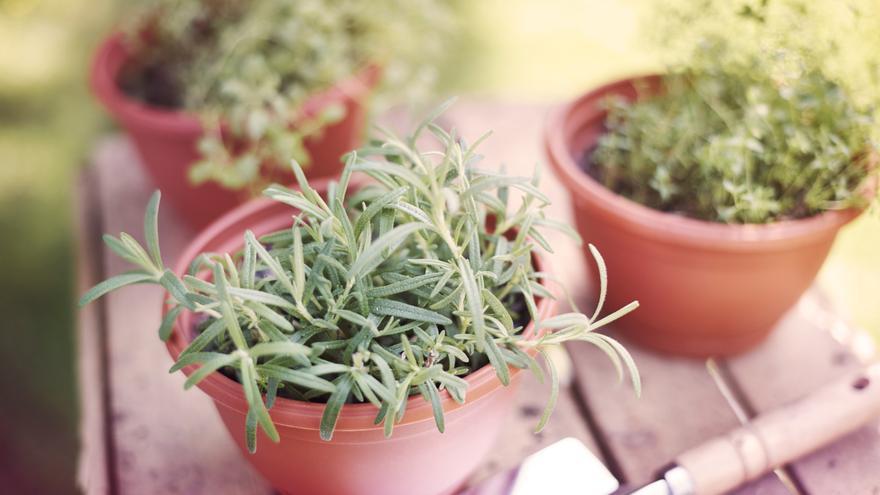 Plantas aromáticas: la solución perfecta para decorar y aromatizar tu jardín o terraza