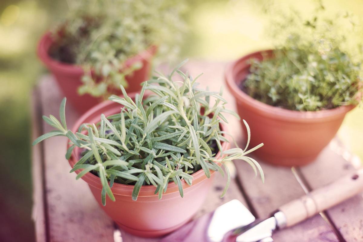 Plantas aromáticas: la solución perfecta para decorar y aromatizar tu jardín o terraza
