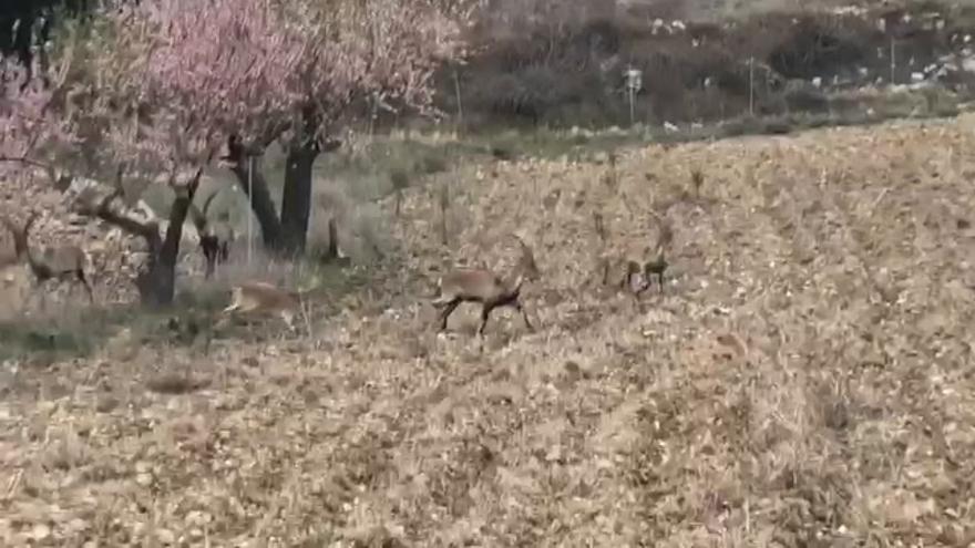 Un rebaño de una decena de cabras se queda a las puertas de Morella