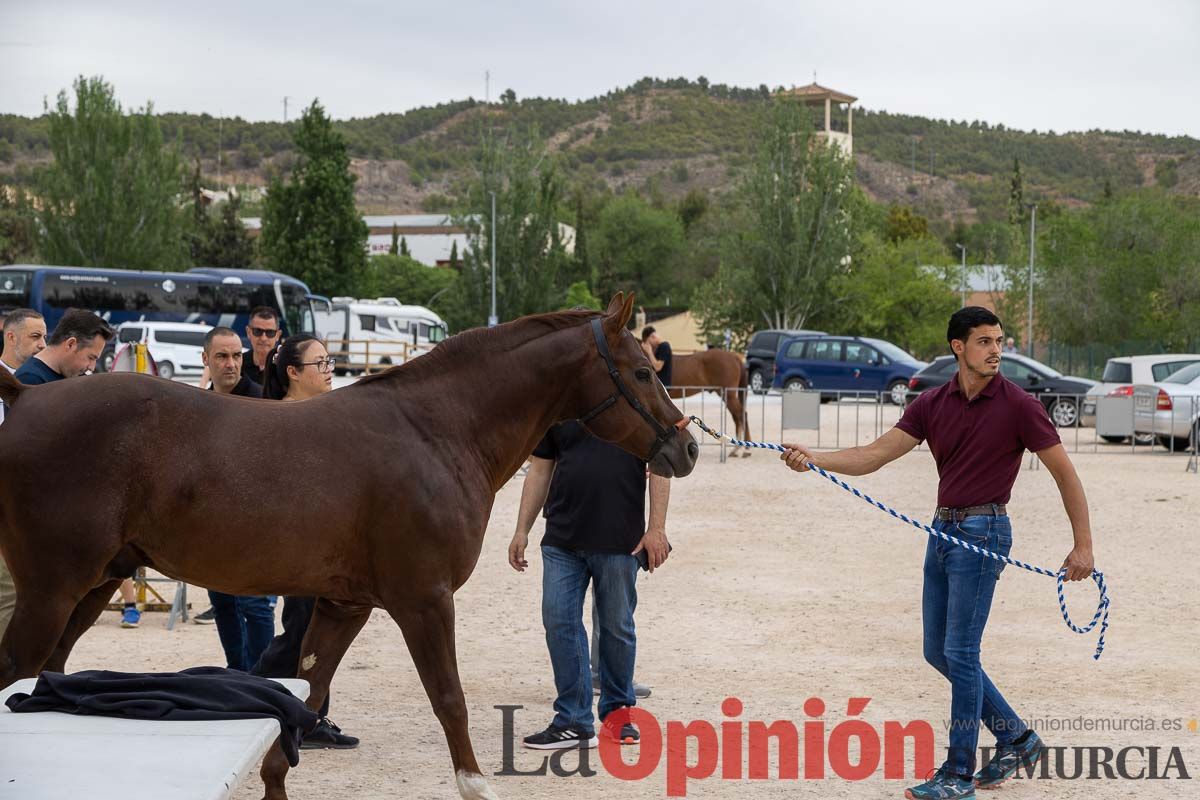 Control veterinario de los Caballos del Vino en Caravaca