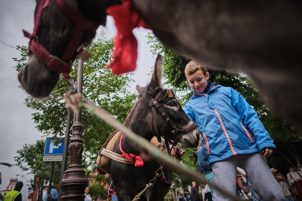 Noche de los burros en La Laguna