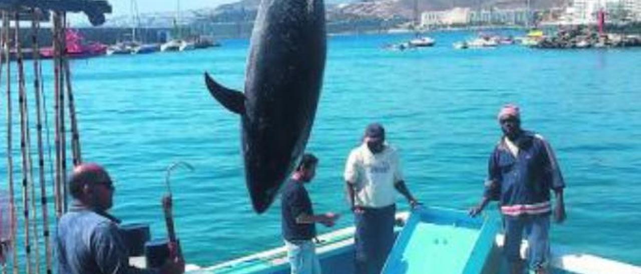 El acceso al Sáhara propiciará que la flota canaria duplique sus capturas