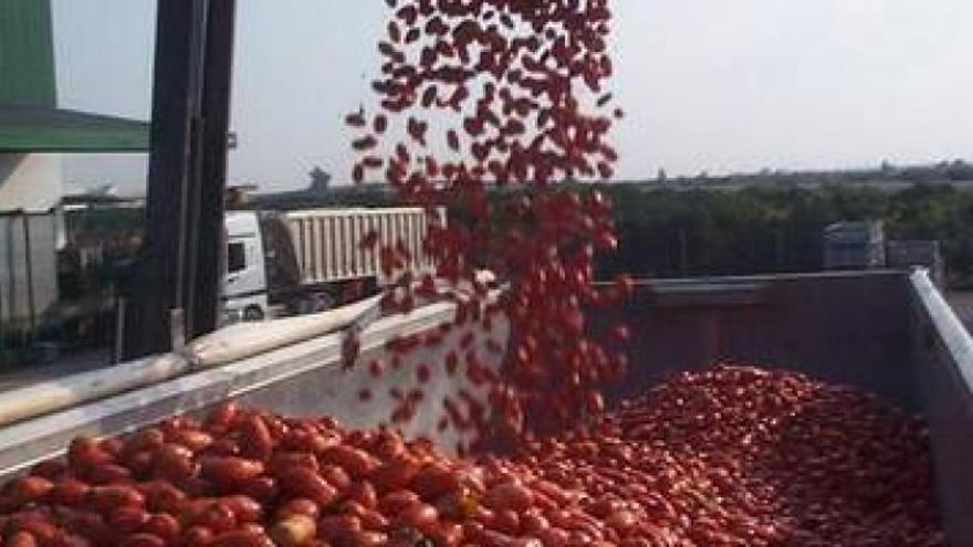 Castellón envía 115.000 kilos de tomates para la Tomatina de Buñol