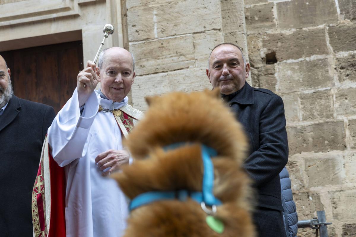 PALMA. BENEIDES DE PALMA 2026.