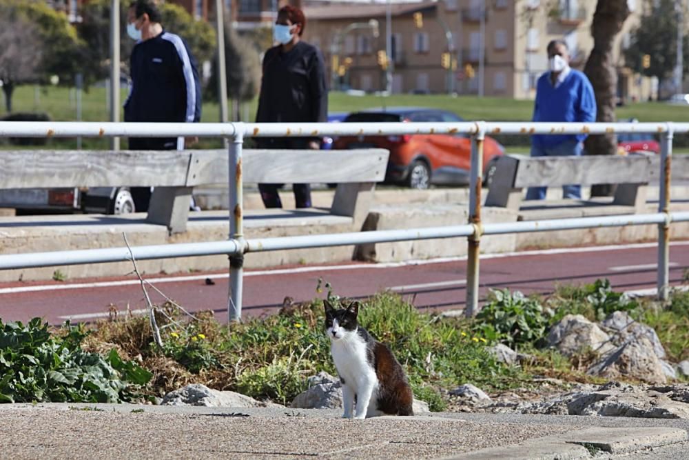 Die Katzen an Palmas Stadtstrand fristen ein trauriges Dasein.