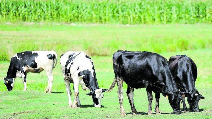 Crece el temor en Galicia ante una nueva enfermedad de las vacas que ya está en Zamora