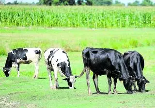 Crece el temor en Galicia ante una nueva enfermedad de las vacas que ya está en Zamora