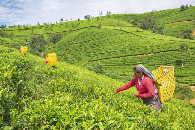 Plantaciones de té Nuwara Eliya, Sri Lanka