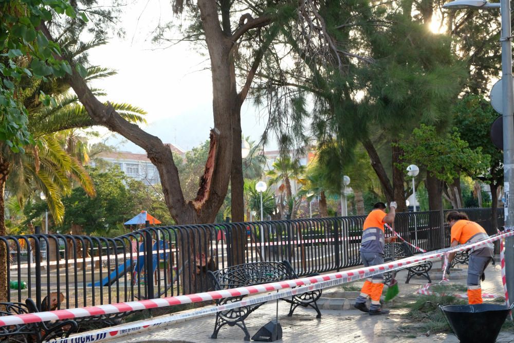 Cinco personas resultan heridas por la caída de la rama de un árbol en Elda