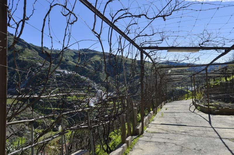 Nuevas fincas de vides en Tejeda