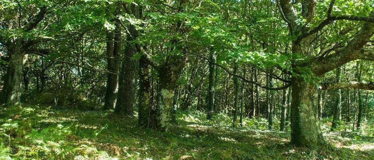 Uno de los enclaves del espacio natural de Casas Vellas, en Catasós. // Bernabé