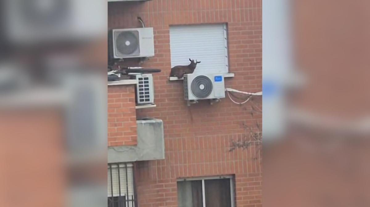 Los bomberos rescatan a una cabra atrapada en la ventana de un quinto piso en Villaverde, Madrid