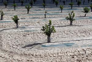 Vista general de campos de la huerta de Orihuela, en Alicante, afectados por la falta de precipitaciones