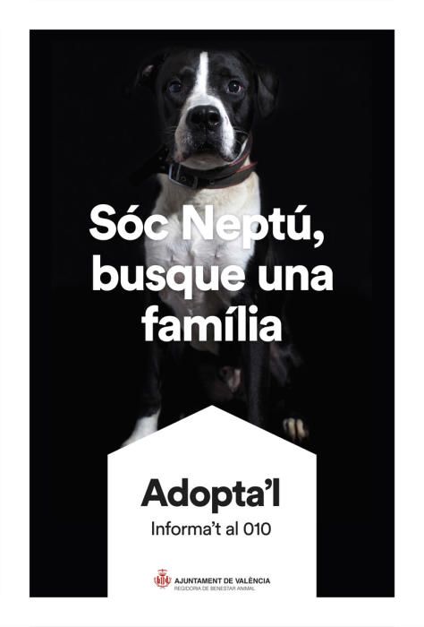 València pone cara y nombre a los perros de Benimàmet que buscan familia de adopción