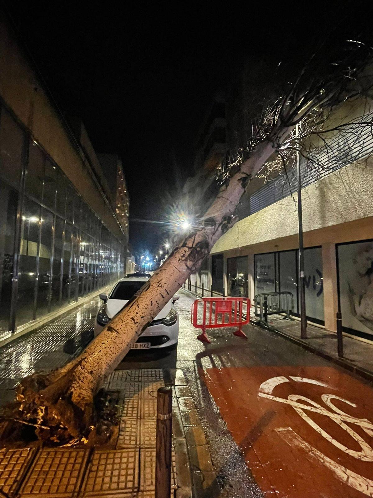 Árbol caído en pleno centro de Ibiza a causa de la borrasca 'Ingrid'