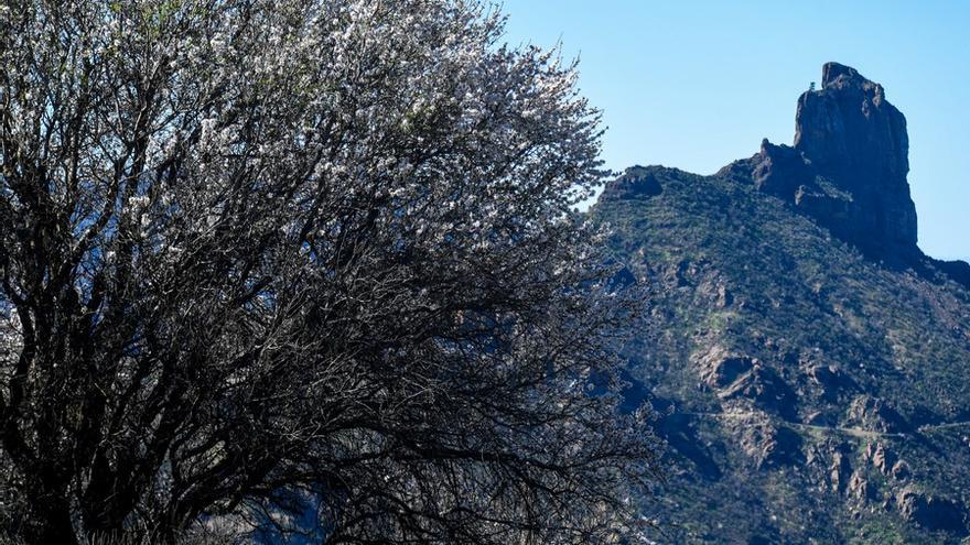 Almendros en flor en la Cumbre de Gran Canaria