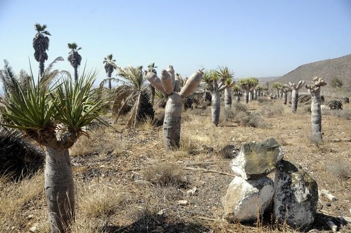 Antiguo pabellón de descanso del Ejército del Aire en El Goro (Telde)