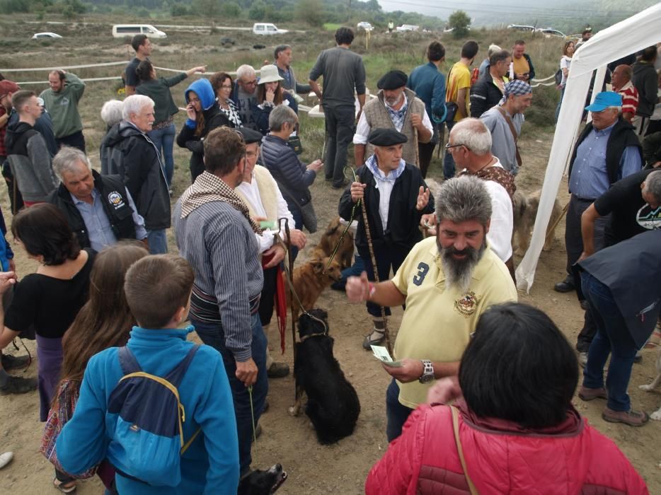 Concurs de gossos d'atura de Castellterçol