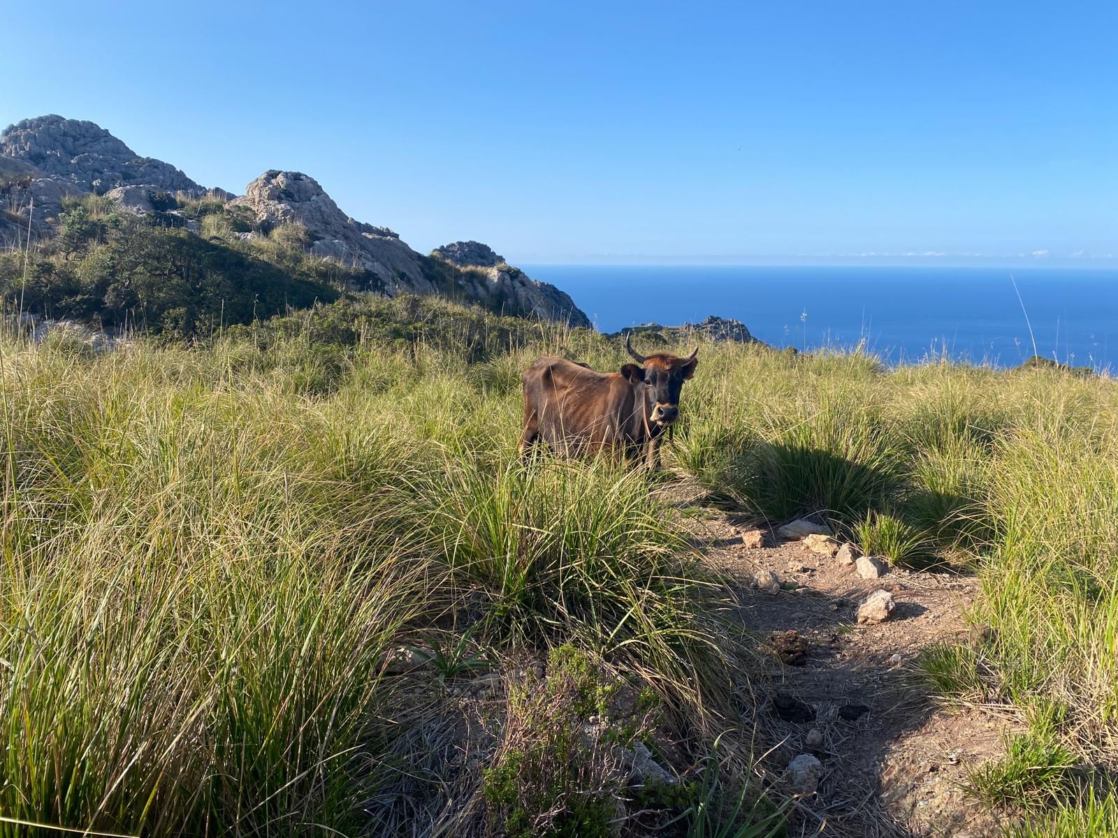 Serra de Tramuntana | La reserva biológica de Ariant, en imágenes