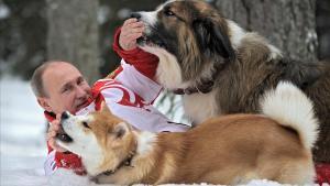  Vladímir Putin, jugando con perros.