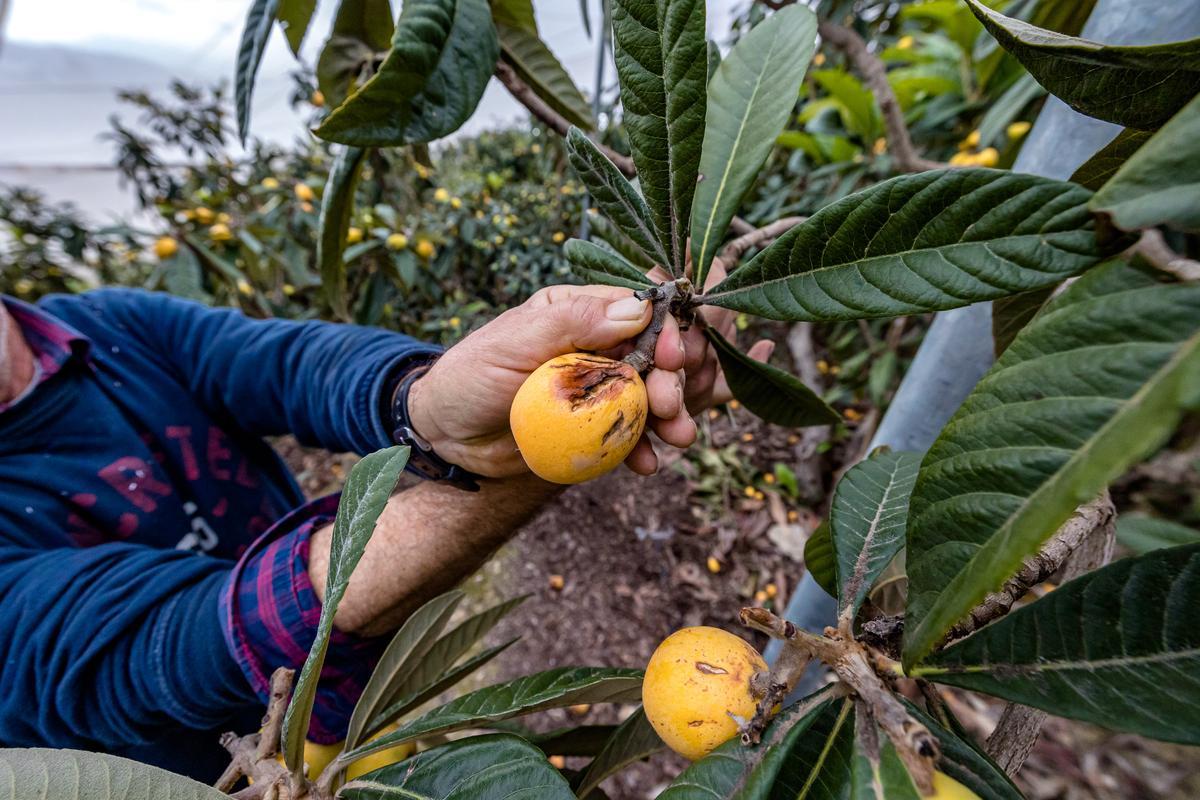 La lluvia echa a perder entre el 20 y el 25% de la cosecha de nísperos y los agricultores no cobrarán el seguro.
