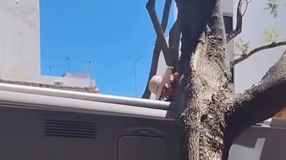 Una turista decide cortar un árbol tras chocar con su autocaravana en el centro de Fuengirola, en Málaga.