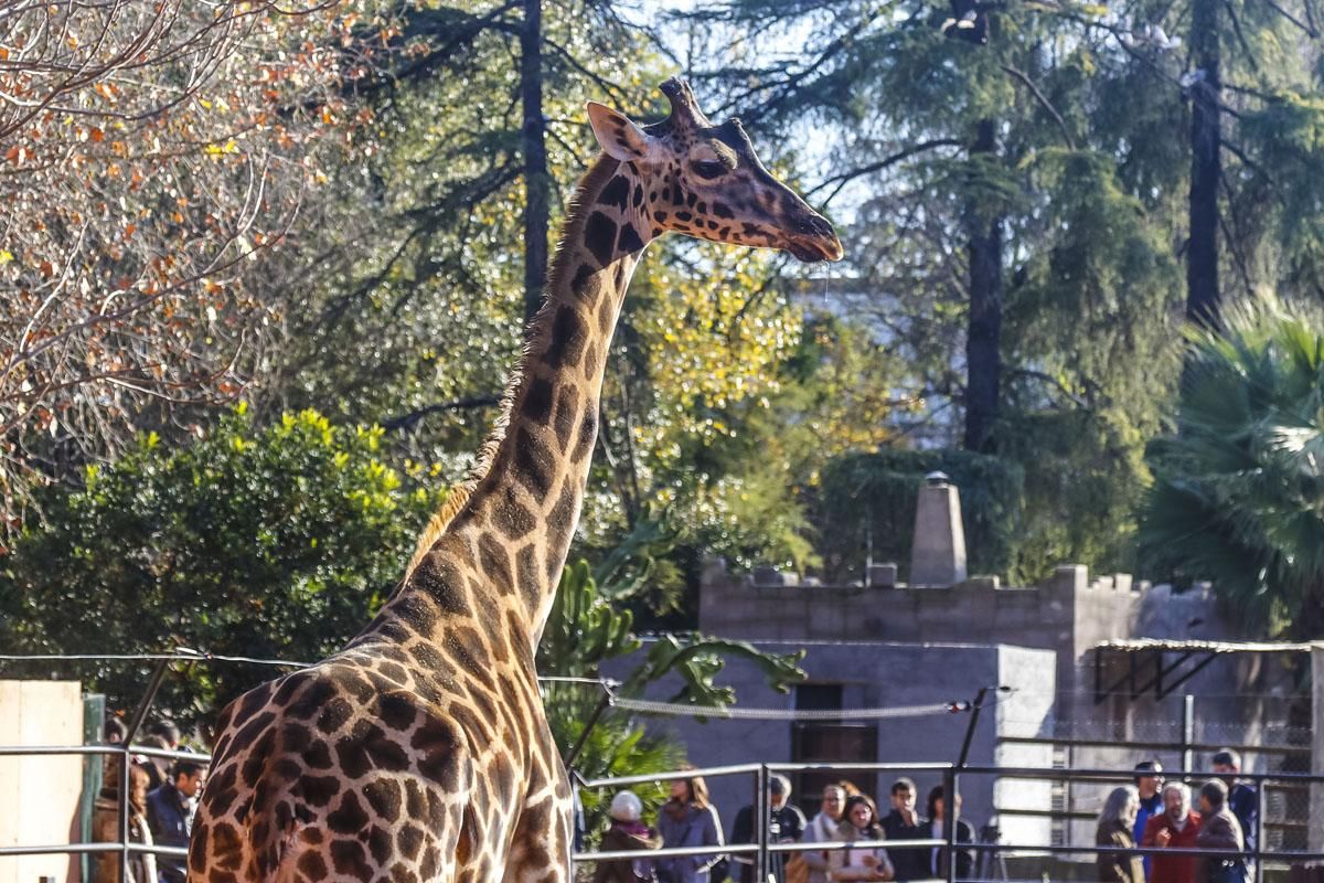 Bulería, la primera jirafa del Zoo de Córdoba