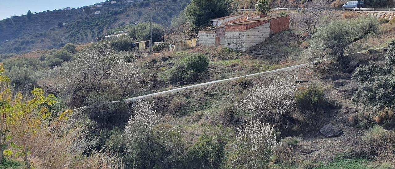 Almendros en una finca rural.