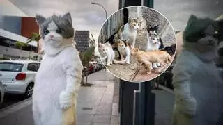 Miaumorsito, el joven canario que protege a los gatos: “Lo primero es llevarlo al veterinario y lo segundo, llamar a la Policía”