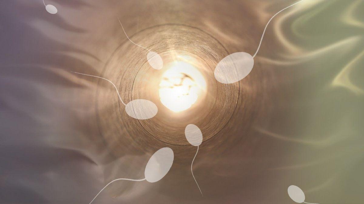Los espermatozoides podrían transmitir cambios epigenéticos de una generación a otra.