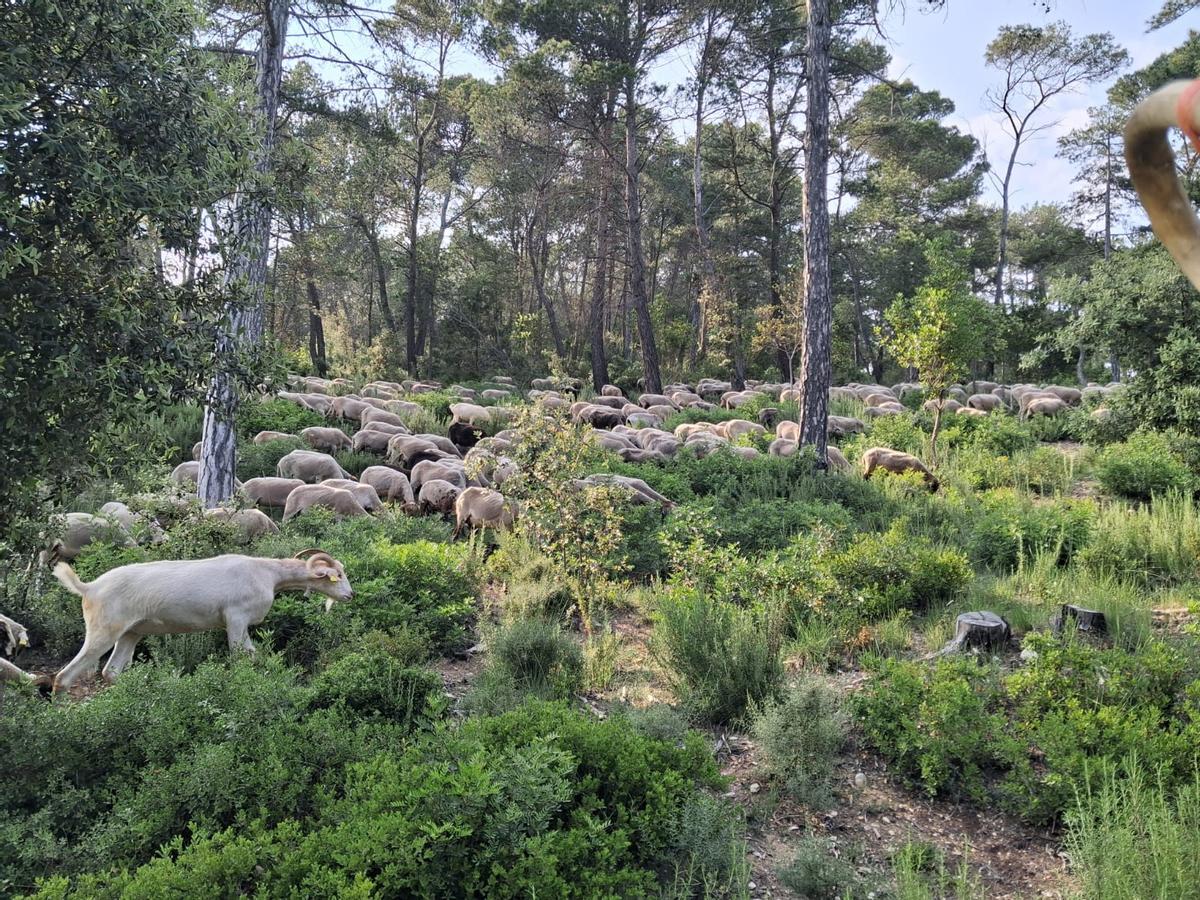 El ramat de Marc Castillo.
