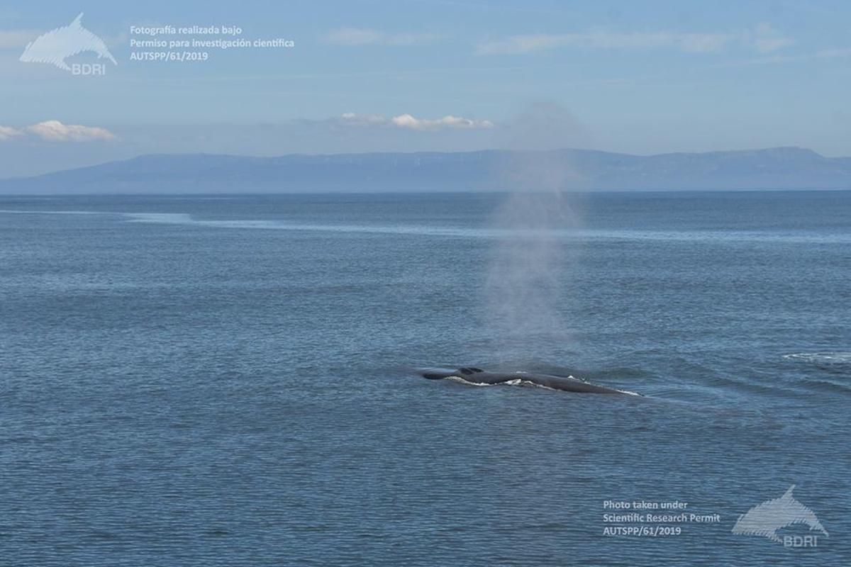 Las ballenas vuelven a elegir las Rías Baixas para veranear