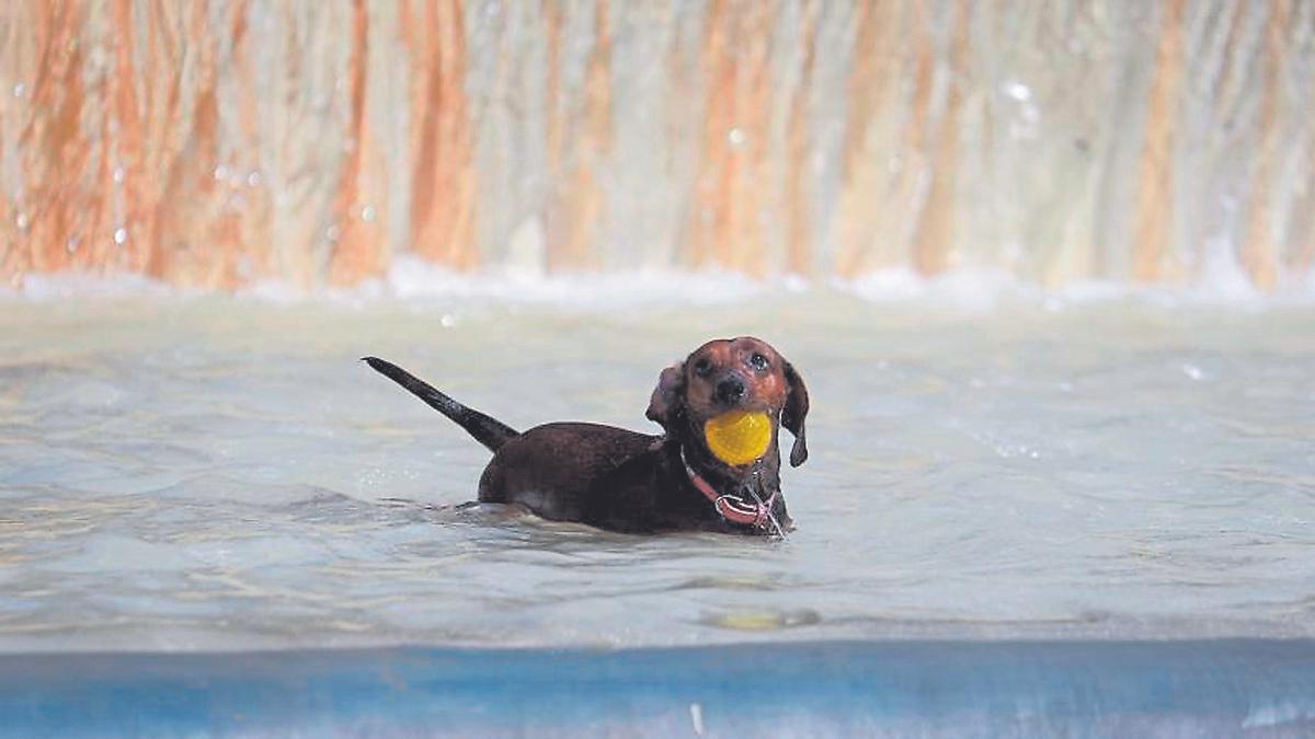 Un perro con una pelota en la boca, en una fuente